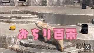 ユキのお尻があまりにも可愛くて♡お尻は語るw浜松市動物園のホッキョクグマʕ•ᴥ•ʔ