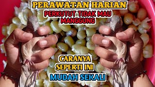 Cara Merawat Perkutut yang Malas bunyi dan Cuma Bekur Bekur Tidak Mau Manggung #perkututsakti