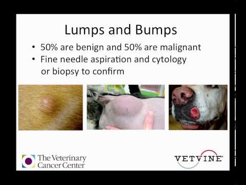 Skin Cancer Types Treatment Melanoma Basal Cell Carcinoma Squamous Skin Lumps And Ps In Dogs