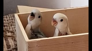 コザクラインコ　雛　成長記録