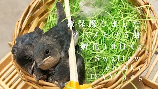 (37)ツバメ5羽孵化19日#5 　ダニがひどいので保護しました/夜また車庫へ/Swallow 6 chicks in the nest! DAY 19#4