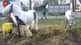 Tynaarlo wil paardenmarkt diervriendelijker maken