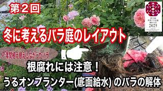 『第２回冬に考える🌹バラ庭のレイアウト』うるオンプランター(底面給水)で育てているシャインマスカットを軒下のウッドデッキに！置く場所確保するためにウッドデッキの７年目の食香バラ🌹紫枝ちゃんを解体します