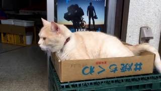 阿佐ヶ谷ゴンちゃん  猫