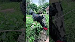 ភូមាយួនគីឡូ24