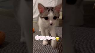 かくれんぼする子猫#子猫 #保護猫 #捨て猫