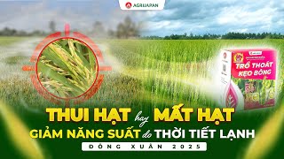 AgriJapan | “Thui hạt hay mất hạt” làm giảm năng suất do tiết lạnh đột ngột kéo dài đông xuân 2025