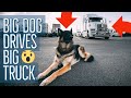 A Day In The Life Of A Truck Driver | Cute Puppy Edition