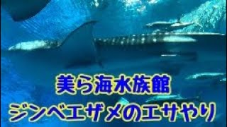 美ら海水族館ジンベエザメのエサやり