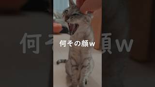 美猫のあくび顔が凄い #shorts