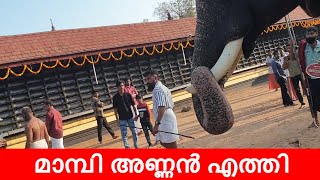 തുറവൂർ ഉത്സവത്തിന് മാമ്പി എത്തി 🔥 | Mambi | Akkavila vishnunarayanan elephant | kerala elephant