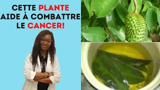 Les feuilles du corossolier (Graviola) : Redoutable anti-cancer!