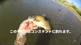 yasu 4月数釣り春の川スモールマウスバス釣り…2017年4月荒川水系bassfishing