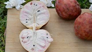 Red Custard Apple Red Cherimoya Roja fruithunters