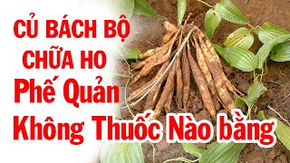 Củ Bách Bộ công dụng nhuận mà không táo, điều trị ho thì không thuốc nào bằng