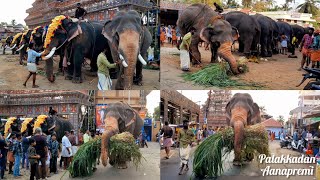 ആനകൾ തികഞ്ഞപ്പോൾ  തീറ്റപുല്ലും താങ്ങി തിരിച്ചു പോകുന്ന മനുനാരായണൻ || Manuswamimadan Manunarayanan