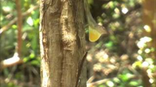 Anolis lineatopus (Jamaica)