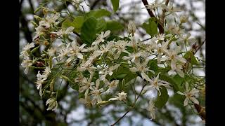 Herbier Numérique   Laurier des Teinturiers   ( Wrightia tinctoria )