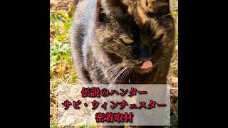 【密着取材】伝説のハンターの狩り【猫が演じる都市伝説 25】#shorts #猫 #ねこ