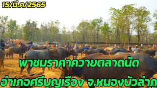 บ่าวโจ // ⭐พาชมราคาควายตลาดนัดอำเภอศรีบุญเรือง จ.หนองบัวลำภู ⭐ (ทุกวันอังคาร) 15/03/2565