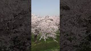 函館🌸五稜郭公園の桜🌸見納め #shorts #cherryblossom