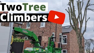 Tree Re-Pollard [UK Arborists Climbing]