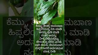 ಹಿಪ್ಪಲಿ ಅಥವಾ ಪಿಪ್ಪಲಿ/long pepper /hippali pippali#viral #remedies #recipe #nature