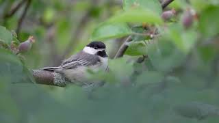 Black-capped Chickadee “Chick-a-dee-dee-dee” Call | Iconic Bird Sound