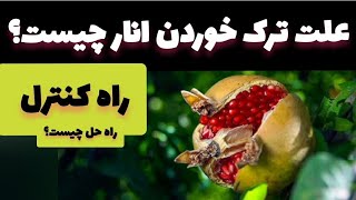 علت ترک خوردن انار | راه کنترل و درمان ترکیدن میوه انار | کنترل ترکیدن انار | free gardener