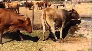 RLMS 2015 - 157 Marondera 13 Cows ESTLW 450kg (360-520) FM IN CALF