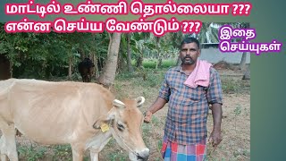 Best உண்ணி நீக்கும் மருந்துகள் | மாடுகளுக்கு அதிக உண்ணி தொல்லையா உடனே தீர்வு | kalnadai tholan |மாடு