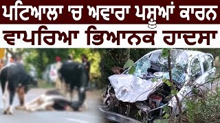 Patiala में आवारा पशुओं के कारण हुआ जबरदस्त Accident