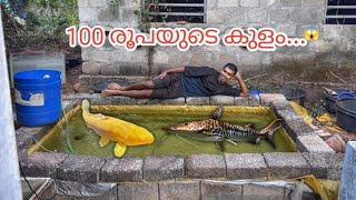 100₹ ക്ക് ഭീകരന്മാരെ ഇടാൻ കുളം സെറ്റ് ആക്കി...😍 | monster fish tank renewal | channa micro peltes