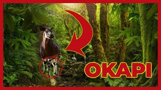 OKAPI- El unicornio de África 🦄🍃2023