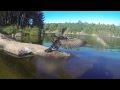 Wild Bird Trained to Dive For Fish