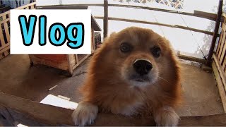 【Vlog】～犬散歩～