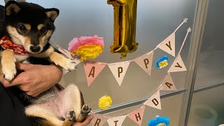 [☆1th☆] Shiba Inu's birthday party〜I made a jelly for dogs〜