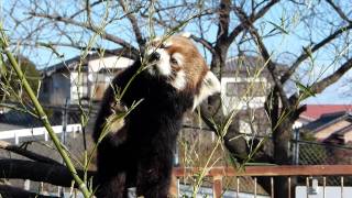 20120108 かみね動物園のレッサーパンダ、食欲旺盛なマーマー