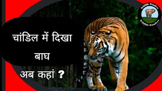 चांडिल में बाघ की खबर पर नई अपडेट | Wii की टीम मौके पर पहुंची | Tiger Terror in Chandil