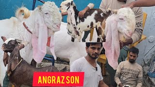 quality goats breedline Hyderabadi goats janasheen son gulabi @sohailgoatfarm