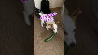 採れたて野菜の美味しさがわかる犬🐶ジャックラッセルテリアのひまわり＆つばき【ひまチャンネル】#shorts#子犬#家庭菜園