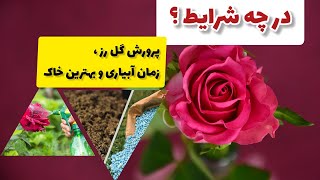 پرورش گل رز | زمان درست آبیاری و خاک مناسب برای گل رز|باغبان با قربان آزاد