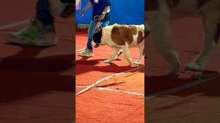 Giant dog Saint Bernard at Baranagar dogshow#vvv big size#bernardshorts