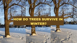 HOW DO TREES SURVIVE IN WINTER? | LET’s LEARN AND AMAZED BY NATURE