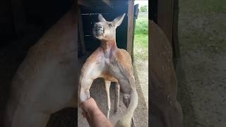 এদের সাথে ঝামেলা করার ভুল করবেন না🤯 bodybuilder kangaroo | #shorts