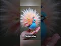 beautiful peacock 👌👌 like subscribe chesukondi ..