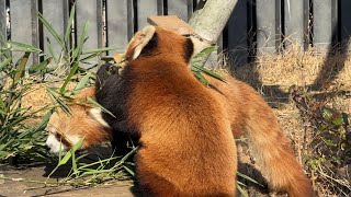 ご飯の時間！カリンお母さんルカちゃん【‎2025年‎1月28日】【上野動物園】レッサーパンダ