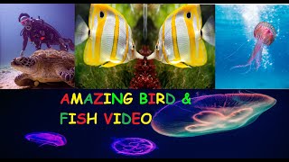 Amazing Bird And Fish Videos || best videos || Underwater life || Aquatic birds and animals