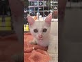 残暑お見舞い申し上げます🎐 おちゃねこ八女 保護猫 こねこ shorts