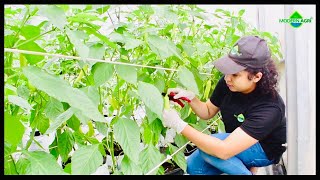 Greenhouse technology by Modern Agri Pvt Ltd - Sri Lanka ( විවිධ වර්ගයේ ආරක්ෂිත ගෘහ)